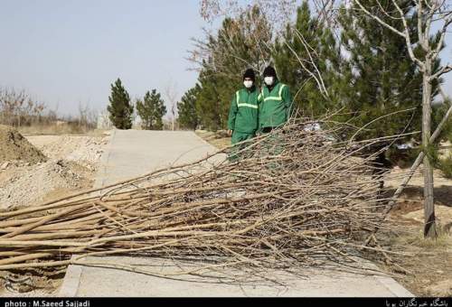 ۶۰۹۰ درخت مزین به نام شهیدان در بوستان یادمان قم کاشته می‌شود