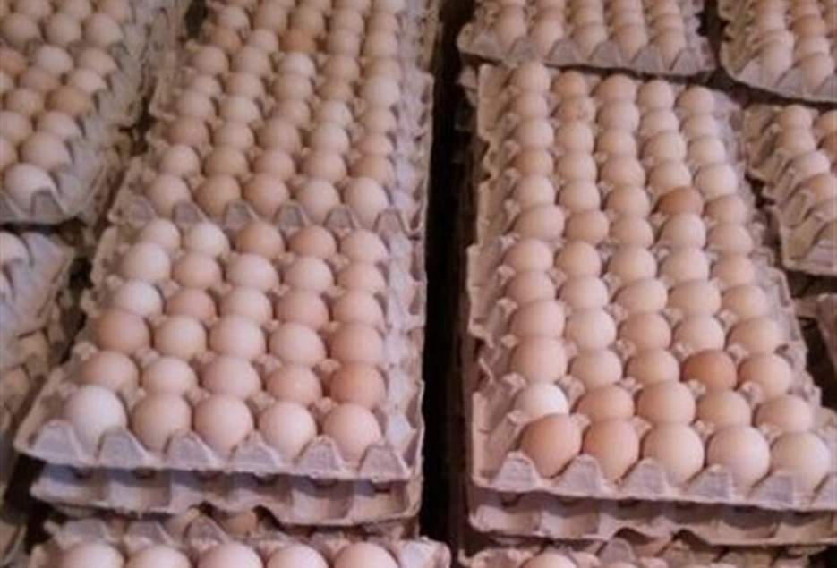 روزانه بیش از ۲۰۰ تن تخم‌مرغ در مرغداری‌های استان قم تولید می‌شود