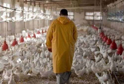 آنفلوآنزای حاد پرندگان در مرغداری های قم گزارش نشده است