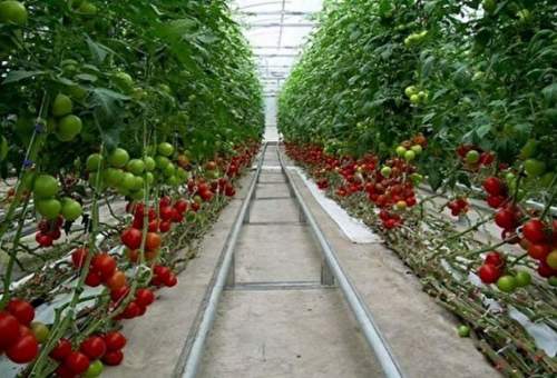 تولید محصولات گلخانه در قم افزایش می‌یابد