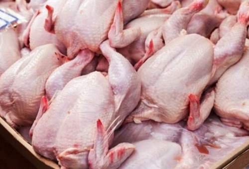 رییس سازمان جهاد کشاورزی: از تولیدکنندگان مرغ در قم حمایت می‌شود