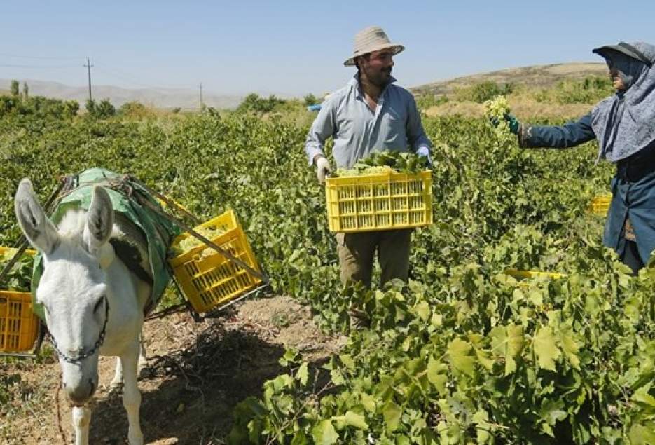 پیش بینی برداشت ۲۱ هزار تن انگور از مزارع استان قم