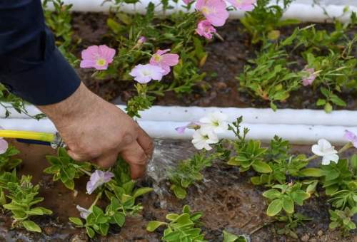 کاشت بیش از ۱۵۲هزار گلدان گل فصلی در پردیسان قم