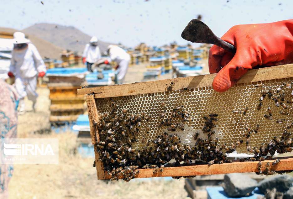 ۳۷۲ هزار کیلوگرم عسل امسال در قم تولید شد