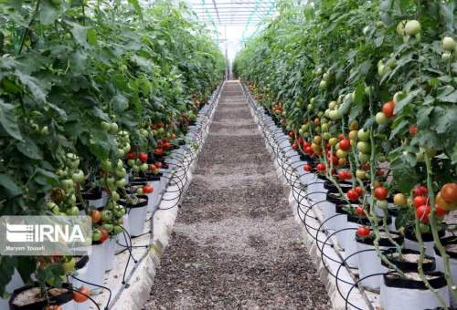 مدیر باغبانی جهاد کشاورزی قم:سالانه ۲ هزار تُن محصولات گلخانه‌ای در قم تولید می‌شود.