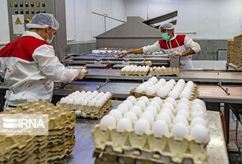 رییس سازمان جهاد کشاورزی قم:۴۵ هزار تُن تخم مرغ در قم تولید شد.