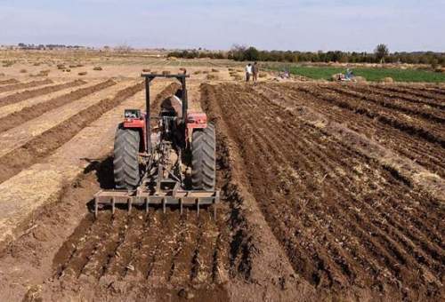 رئیس سازمان جهاد کشاورزی استان قم :۳۰ هزار هکتار از اراضی قم زیر کشت پاییزه می‌رود.