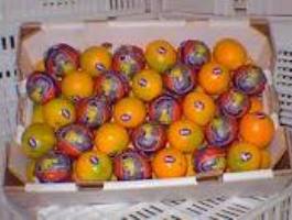 هیچگونه میوه آلوده وارد قم نشده است