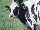 طرح بارورسازی گاوهای شیری