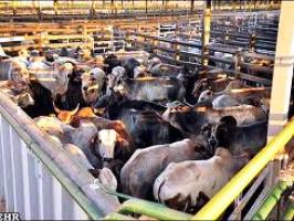 افزایش ظرفیت تأمین گوشت بر اساس تقاضای شهروندان در ایام رمضان
