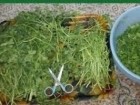 پاک کردن سبزی برای سبز نگهداشتن باغ زندگی