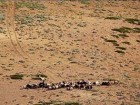 طرح بزرگ بیابان‌زدایی در استان قم اجرا می‌شود