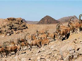 خشکسالی چالش جدی حیات وحش قم است