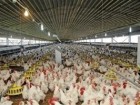 سالانه ۳۰ هزار تن مرغ در قم تولید می‌شود