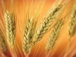 ۲۶ هزار تن خريد تضميني گندم در قم