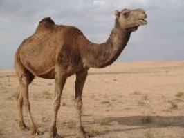 اجراي طرح گردشگري با شتر در منطقه مسيله قم