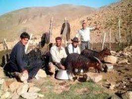 وجود دامداری در داخل روستا؛ فرصت یا تهدید