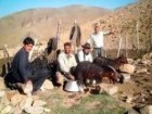 وجود دامداری در داخل روستا؛ فرصت یا تهدید