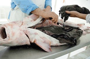 توافق ایران و فرانسه برای عرضه خاوریار ایران در جهان