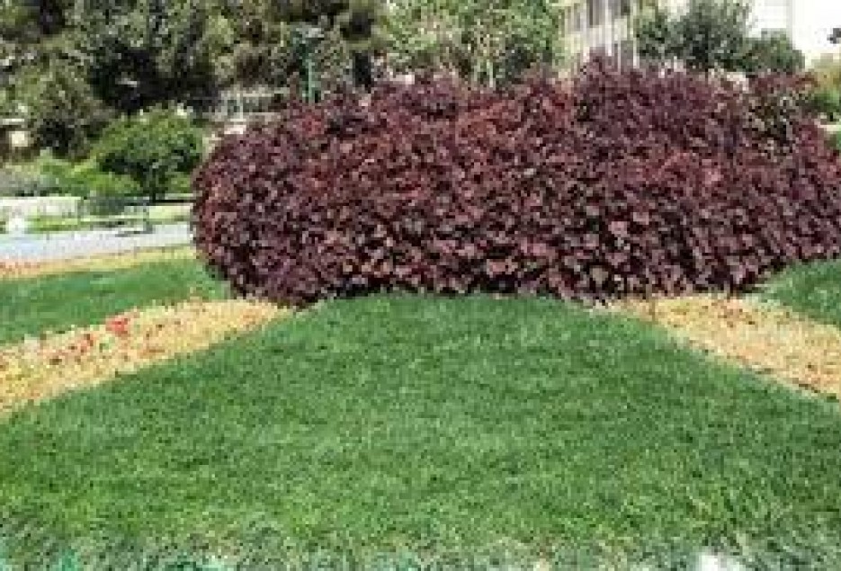 گیاهان پوششی کم مصرف جایگزین چمن در شهر قم می‌شود