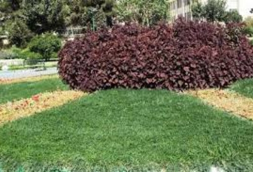 گیاهان پوششی کم مصرف جایگزین چمن در شهر قم می‌شود