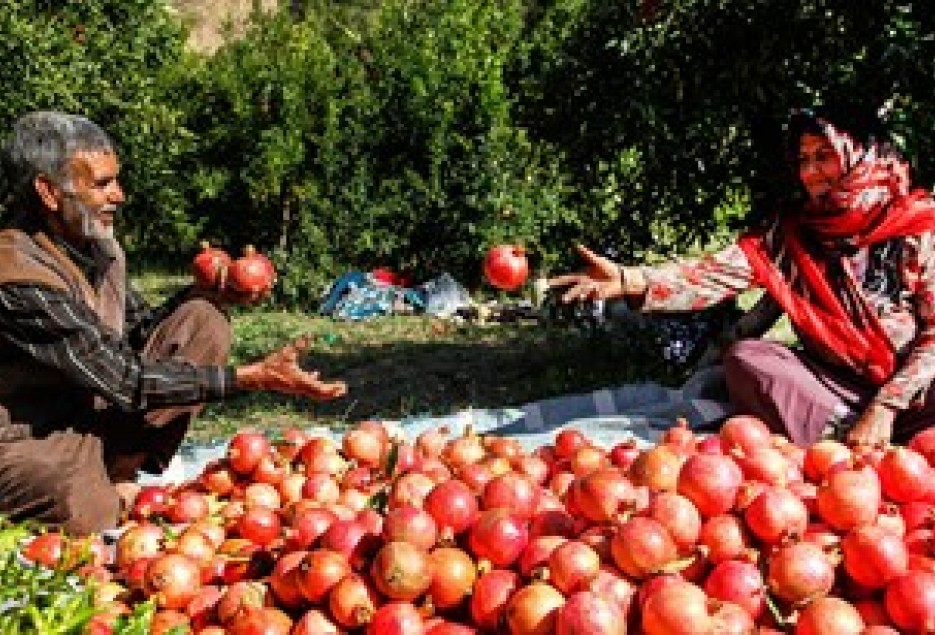 پرداخت 19 میلیارد تومان خسارت به کشاورزان قمی/همه محصولات کشاورزی باید بیمه شود