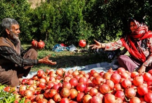 پرداخت 19 میلیارد تومان خسارت به کشاورزان قمی/همه محصولات کشاورزی باید بیمه شود