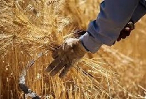 قم نیازمند سیلوهای جدید است