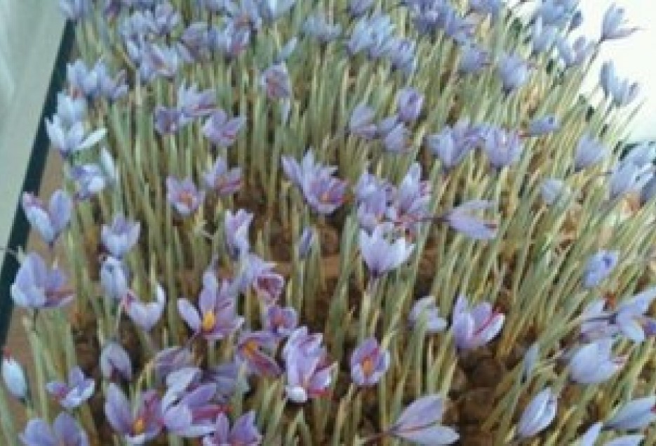 کاشت گلخانه‌ای زعفران برای نخستین بار در قم/ مسؤولان استان از توسعه طرح حمایت کنند