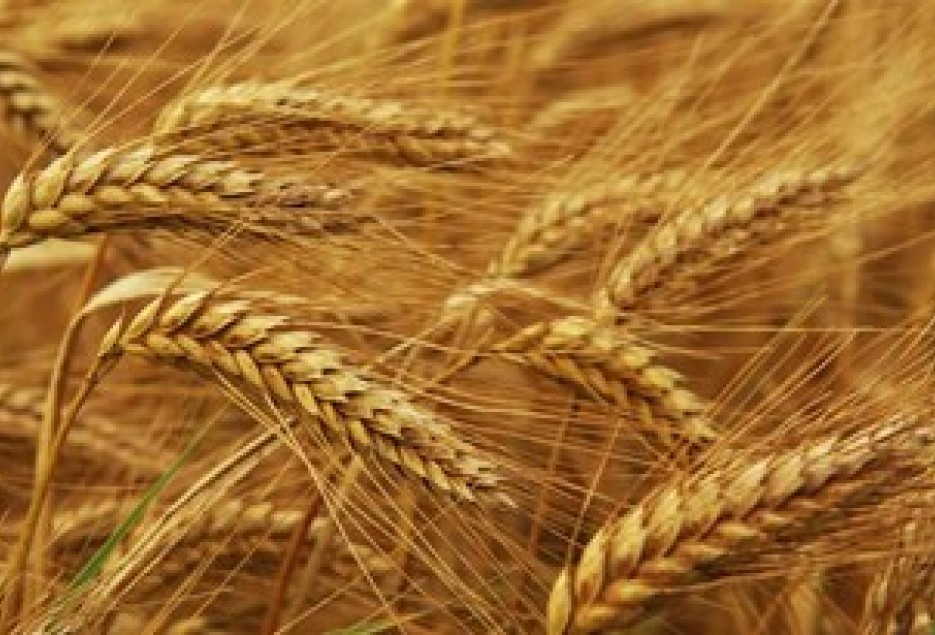 انتقاد از کم کاری در ساخت سیلو در استان قم