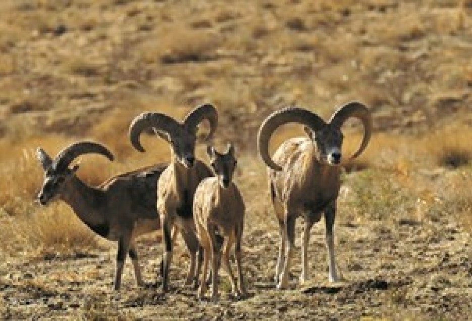 طرح سرشماری زمستانه پرندگان آبزی و کنارآبزی در قم اجرا شد