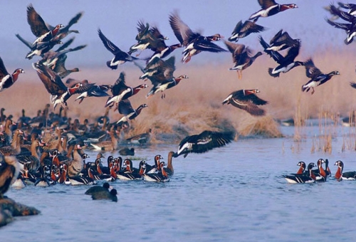 میزبانی از مهمانان آسمان/ حضور ۲۰۰ گونه پرنده مهاجر در قم