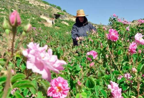 650 میلیارد ریال برای اشتغال مددجویان روستایی قم اختصاص یافت