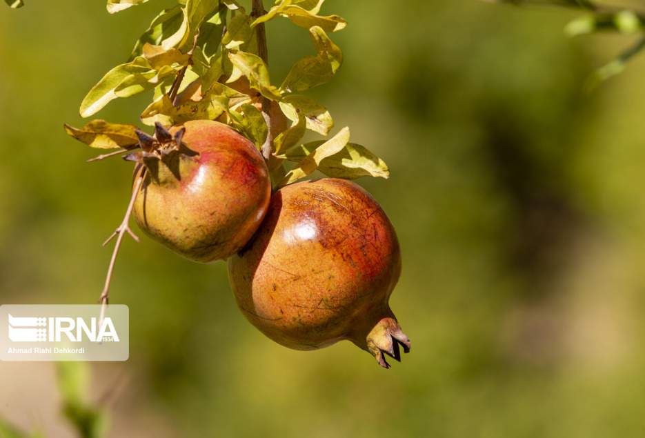 ۲۴۰۰ هکتار سطح باغات انار قم است