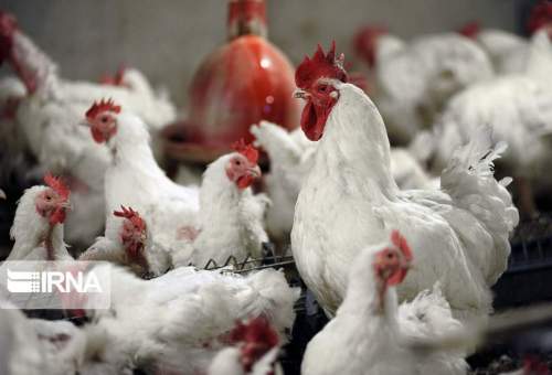 معاون جهاد کشاورزی: ۳۱۰ واحد مرغداری گوشتی در قم فعال است