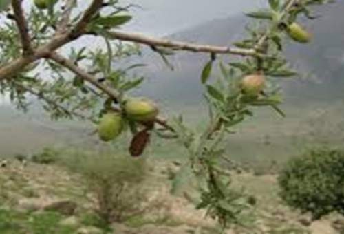 «بادام کوهی» سرمایه اقتصادی نهفته در مراتع قم