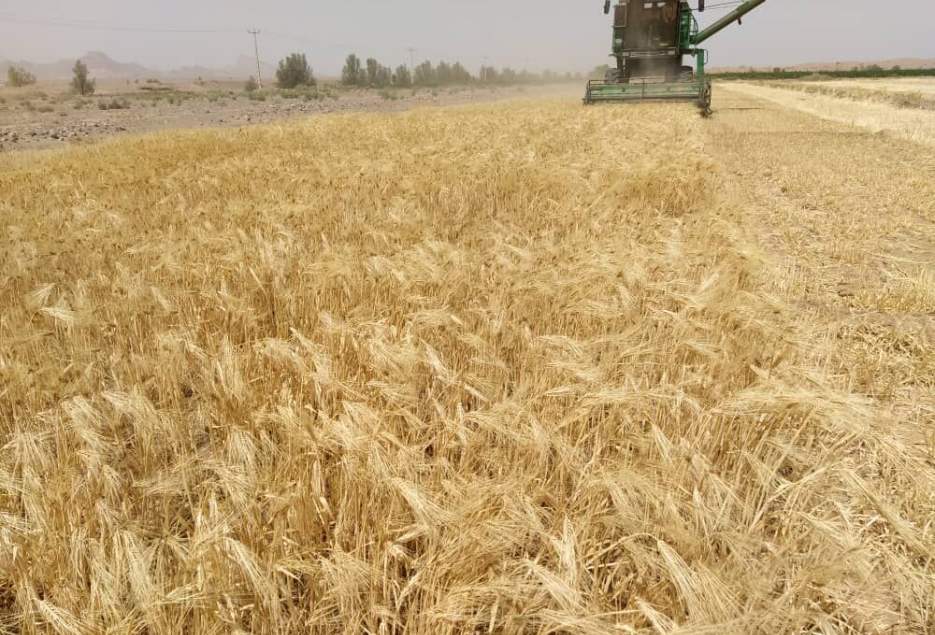 ۶۵۰۰ هکتار از مزارع قم زیر کشت گندم است