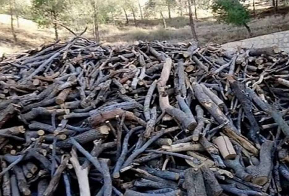 کشف و ضبط بیش از 25 تن چوب قاچاق در قم