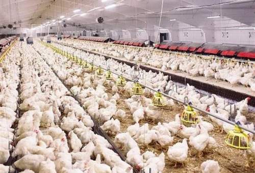 استان قم روزانه به ۴۰ تن مرغ نیاز دارد/ در تأمین مرغ و جوجه‌ریزی مشکلی نداریم
