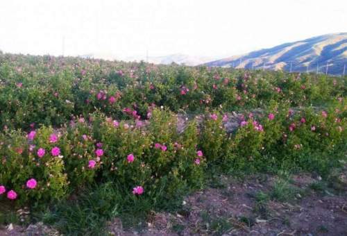 ۴۴۸ هکتار از مزارع قم زیر کشت گل محمدی است