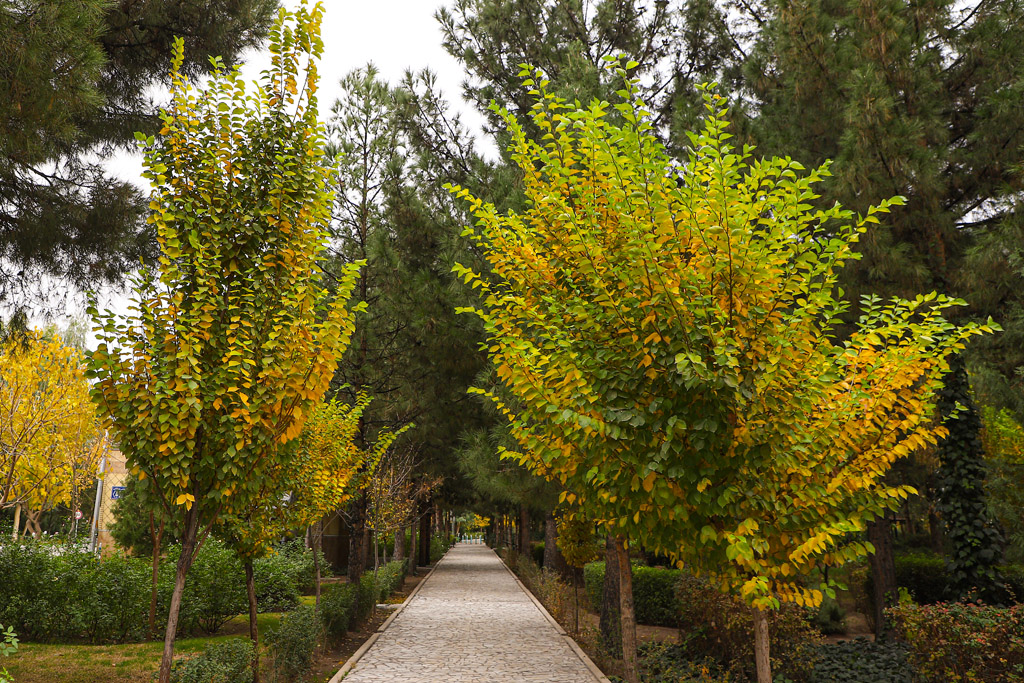 Beautiful autumn scenery in Qom parks