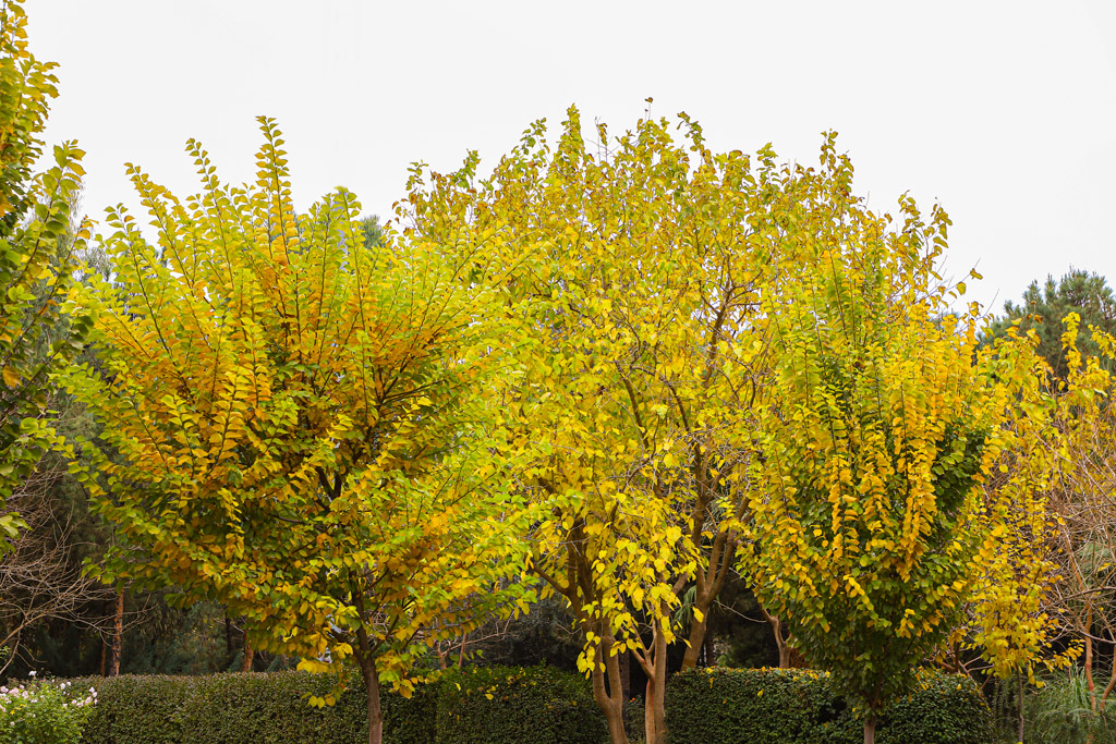 Beautiful autumn scenery in Qom parks