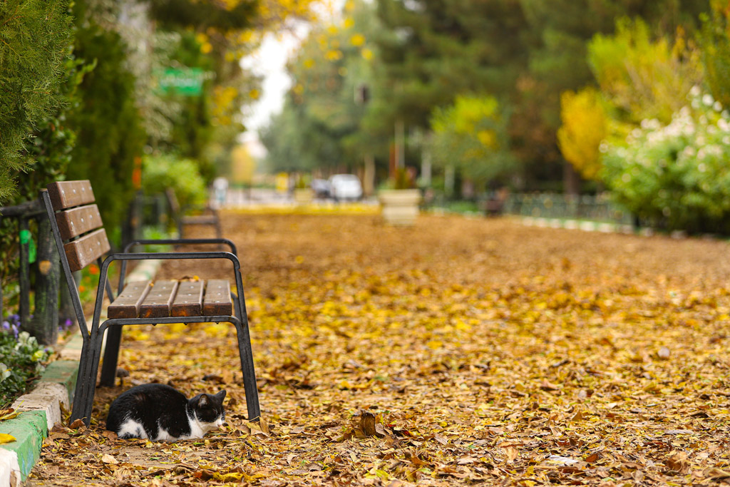 Beautiful autumn scenery in Qom parks