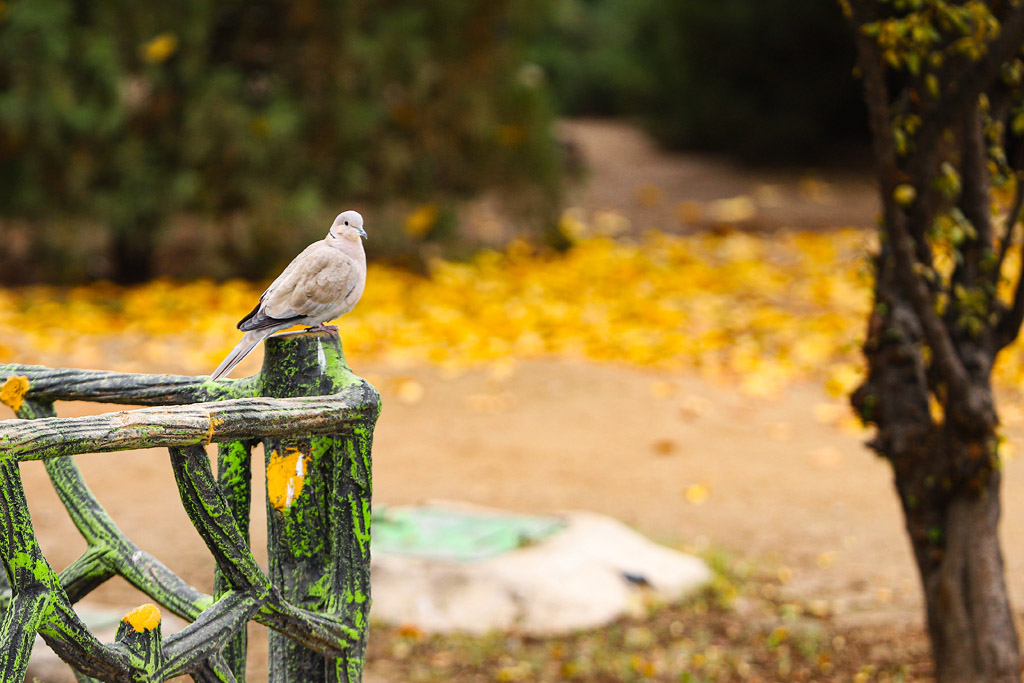 Beautiful autumn scenery in Qom parks