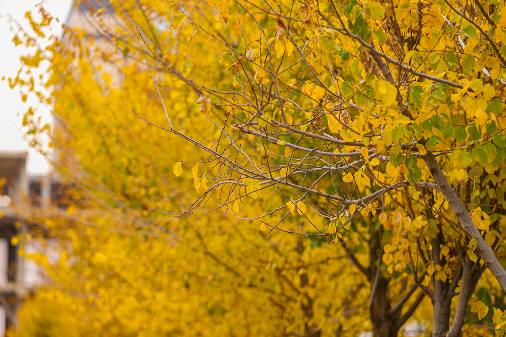 Beautiful autumn scenery in Qom parks