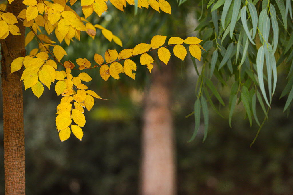 Beautiful autumn scenery in Qom parks