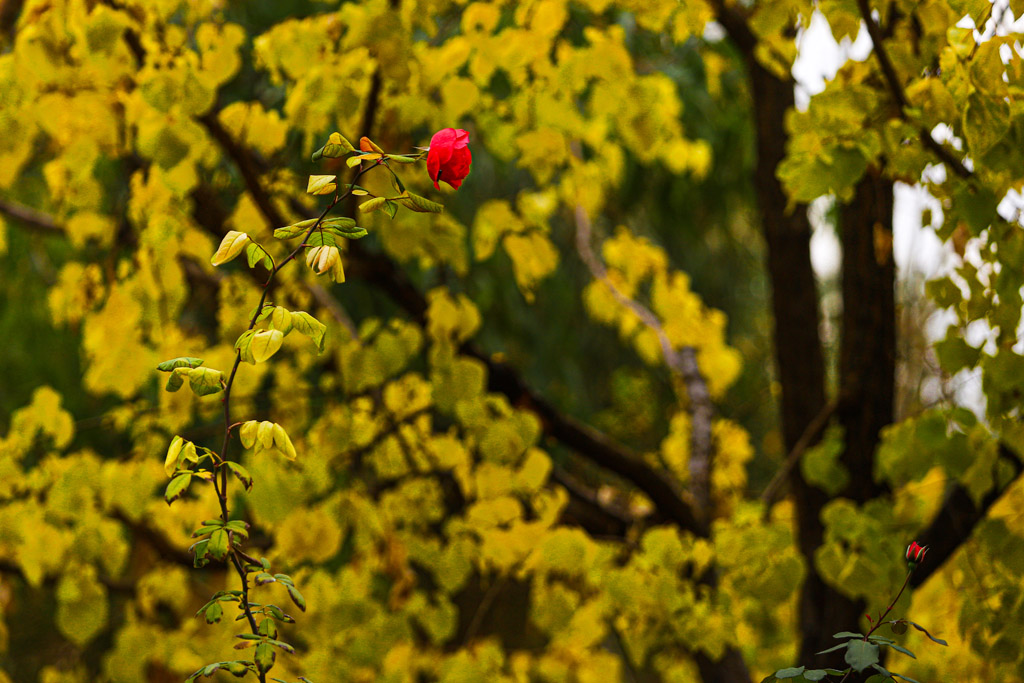 Beautiful autumn scenery in Qom parks