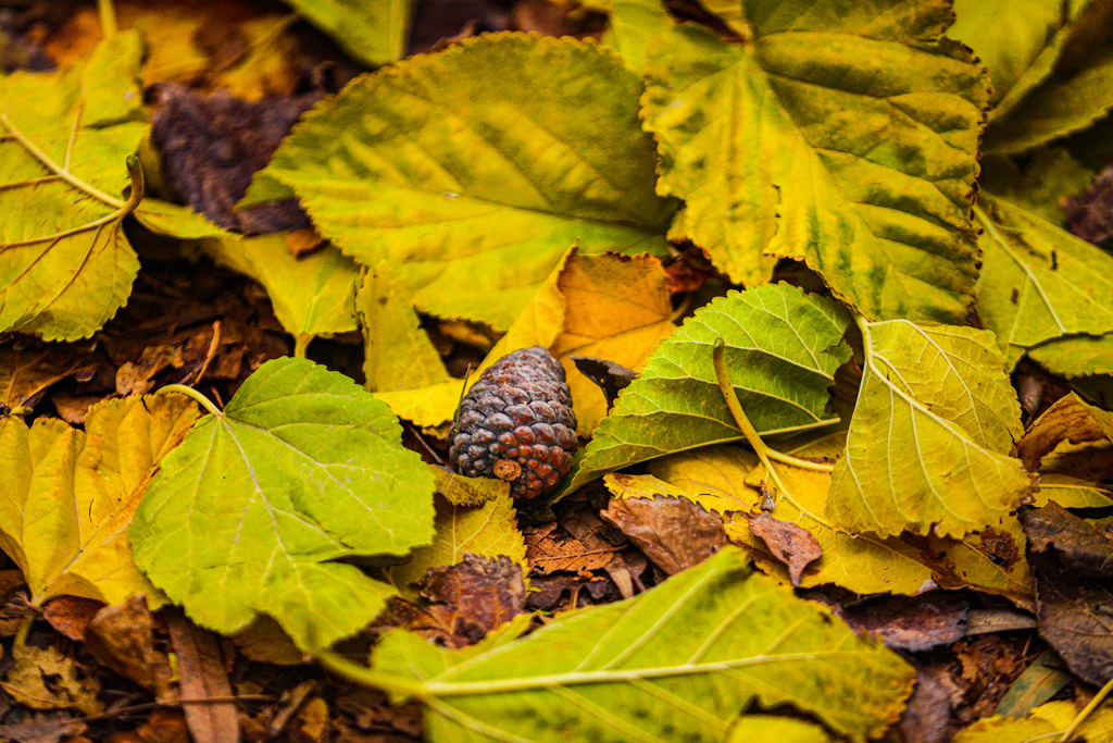 Beautiful autumn scenery in Qom parks