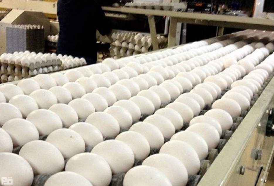 تولید روزانه 200 تن تخم مرغ در قم/قیمت مصوب هر کیلو تخم مرغ 14500 تومان