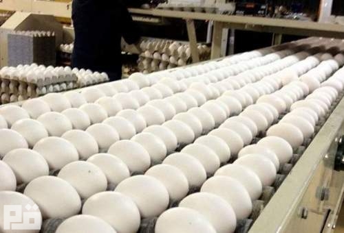 تولید روزانه 200 تن تخم مرغ در قم/قیمت مصوب هر کیلو تخم مرغ 14500 تومان